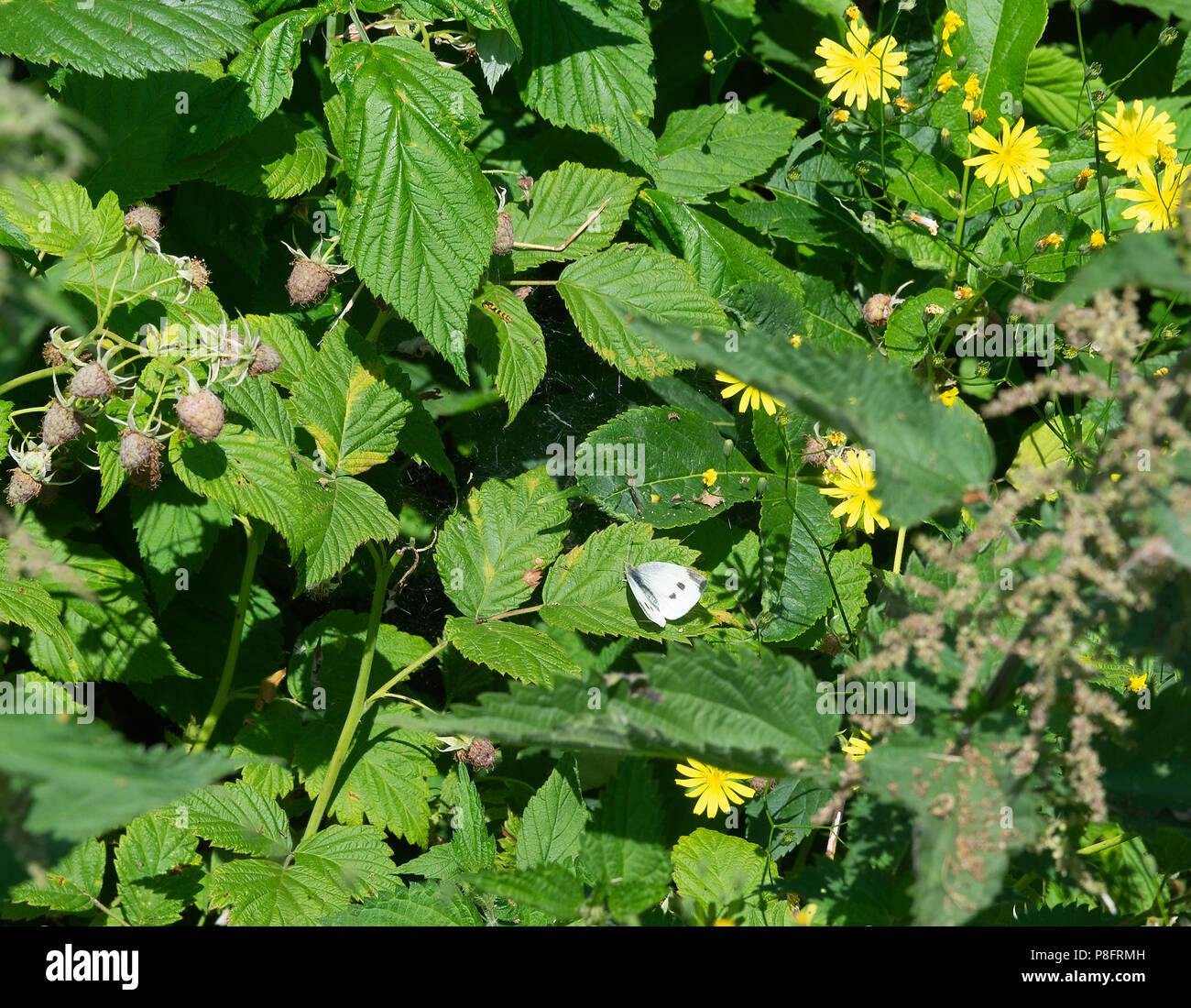 A Female Small White Butterfly Feeding on a Raspberry Bush Leaf with Fruit Ripening and Wild Goatsbeard Flowers in Morzine Haute-Savoie France Stock Photo