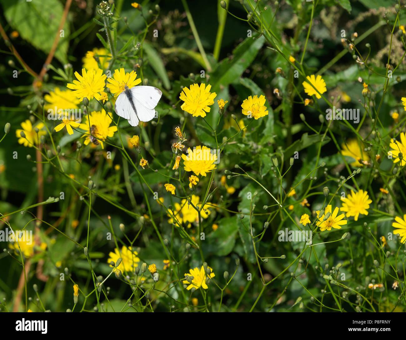A Male Small White Butterfly Feeding on a Goatsbeard Flower Clump in a Garden at Morzine Haute-Savoie Portes du Soleil Francs Stock Photo