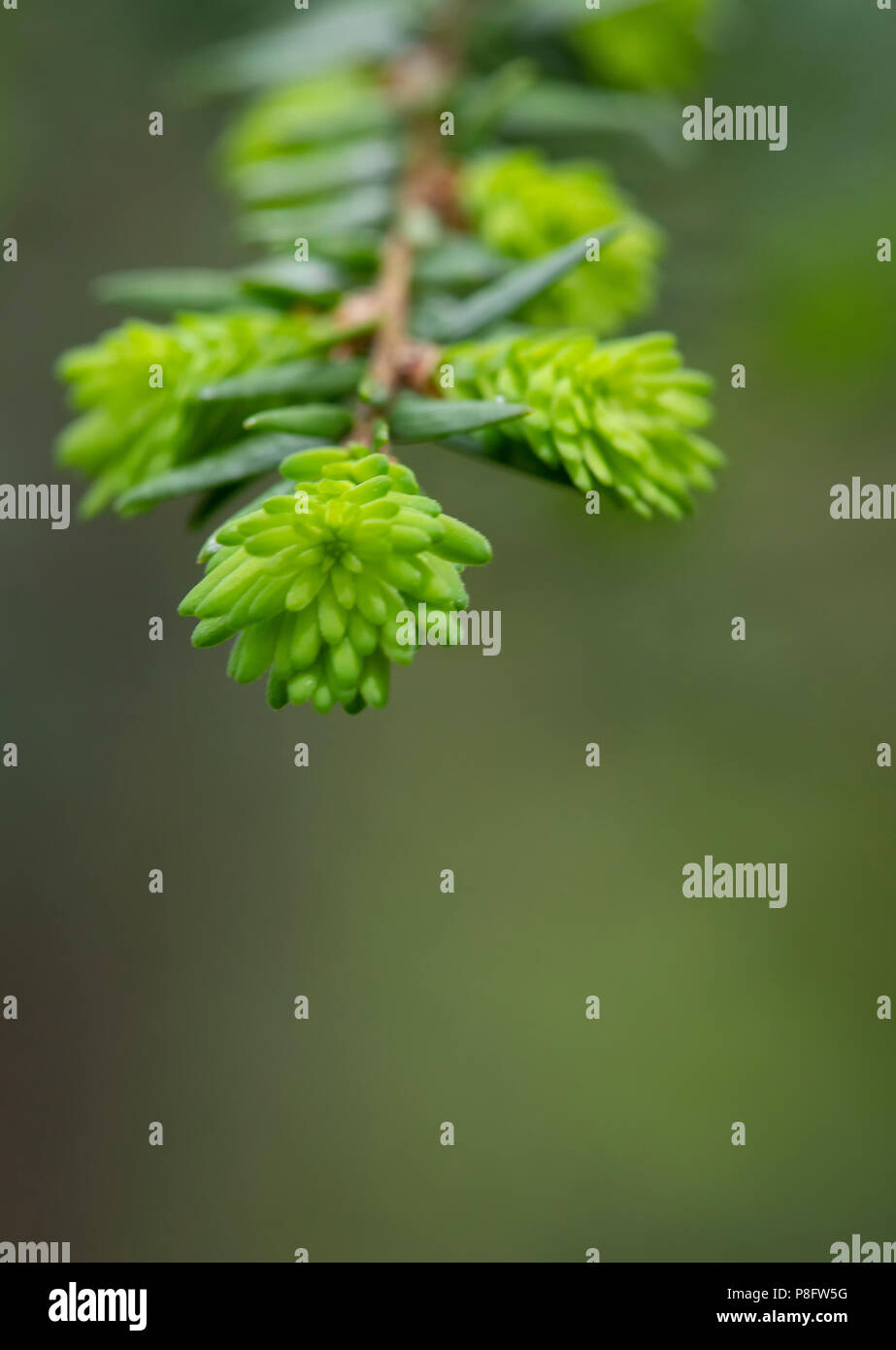 Close-up view of new cone growth on Eastern hemlock tree in spring. Stock Photo