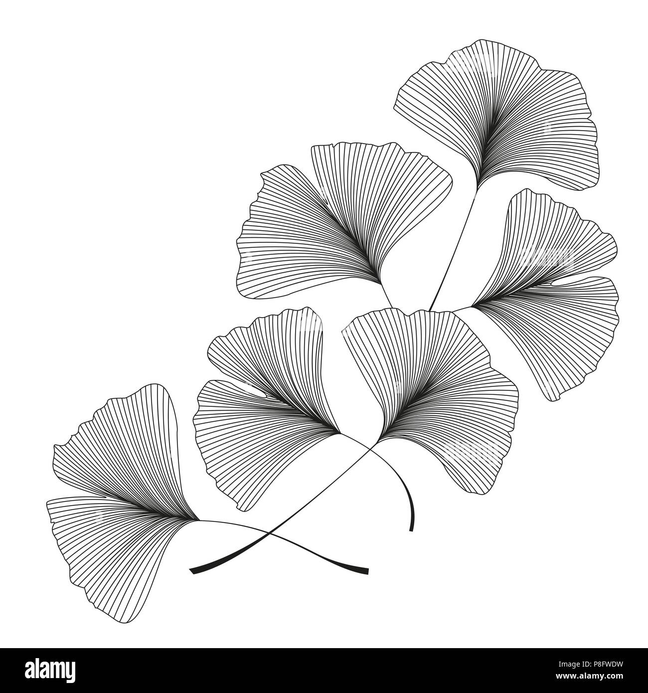 Vector illustration of ginkgo biloba leaves. Background with silhouette