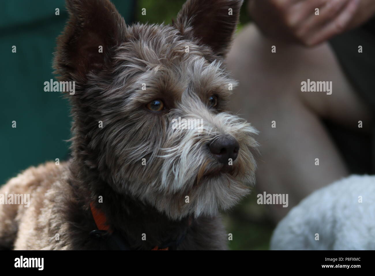 Caught your attention hires stock photography and images Alamy