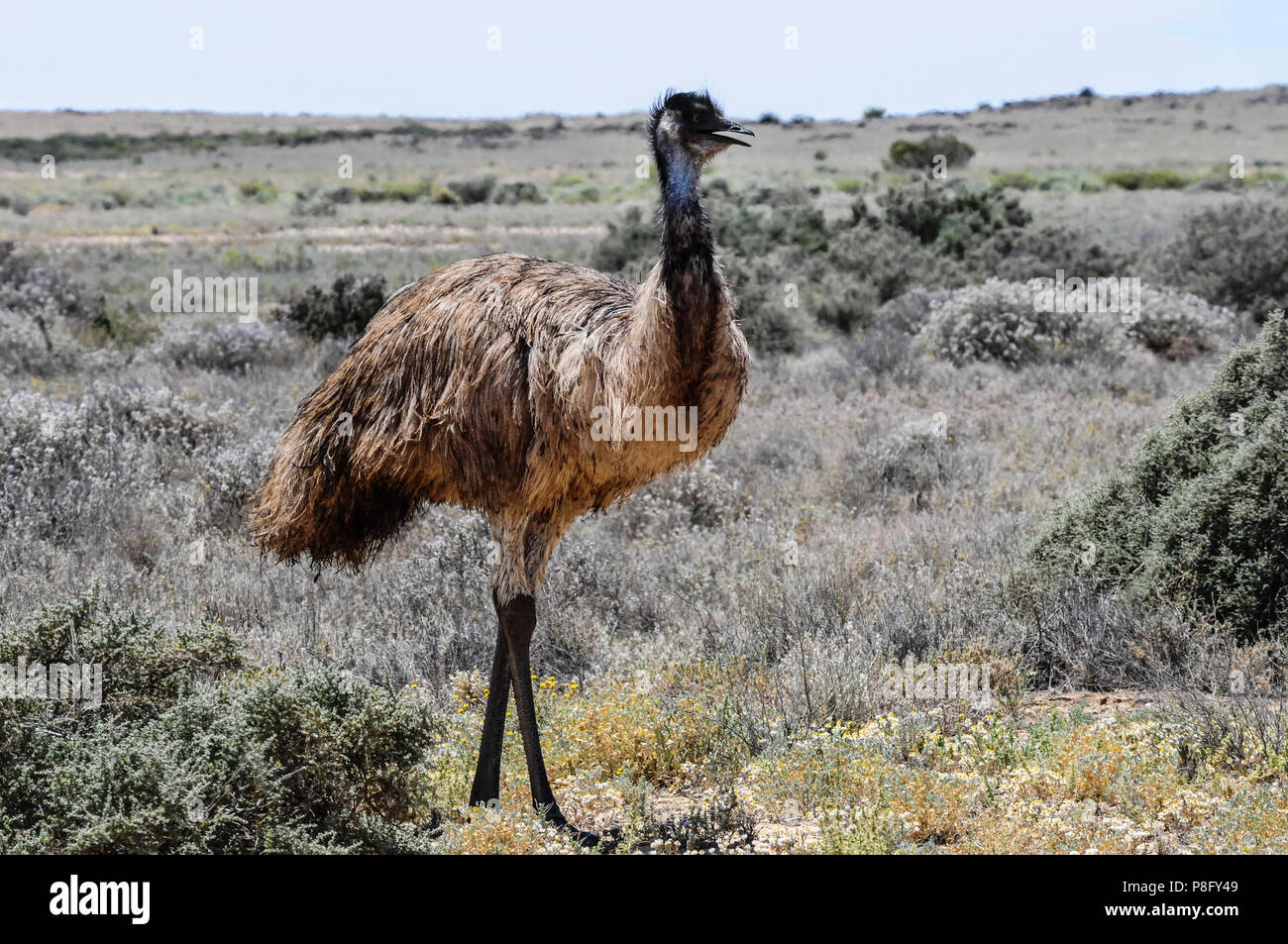Emu (Dromaius novaehollandiae) grazing in the outback, Oodnadatta Track near Marree, South Australia Stock Photo