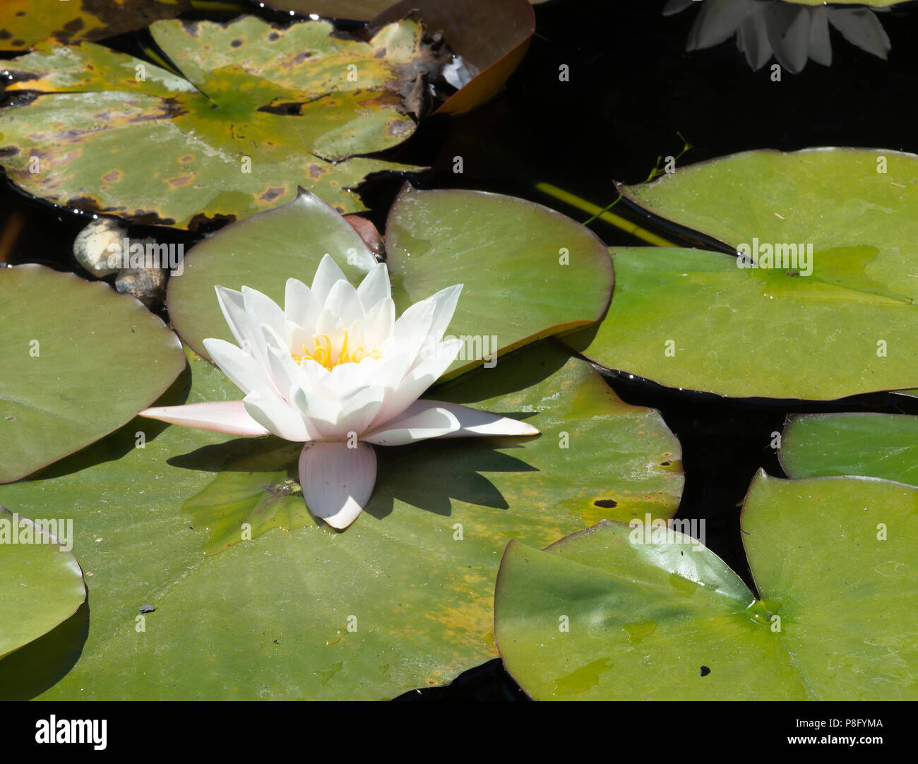 A Beautiful Water Lily Flower in Full Bloom in a Pond by Lake Geneva at the Swiss Vapeur Parc at Le Bouveret Switzerland Stock Photo