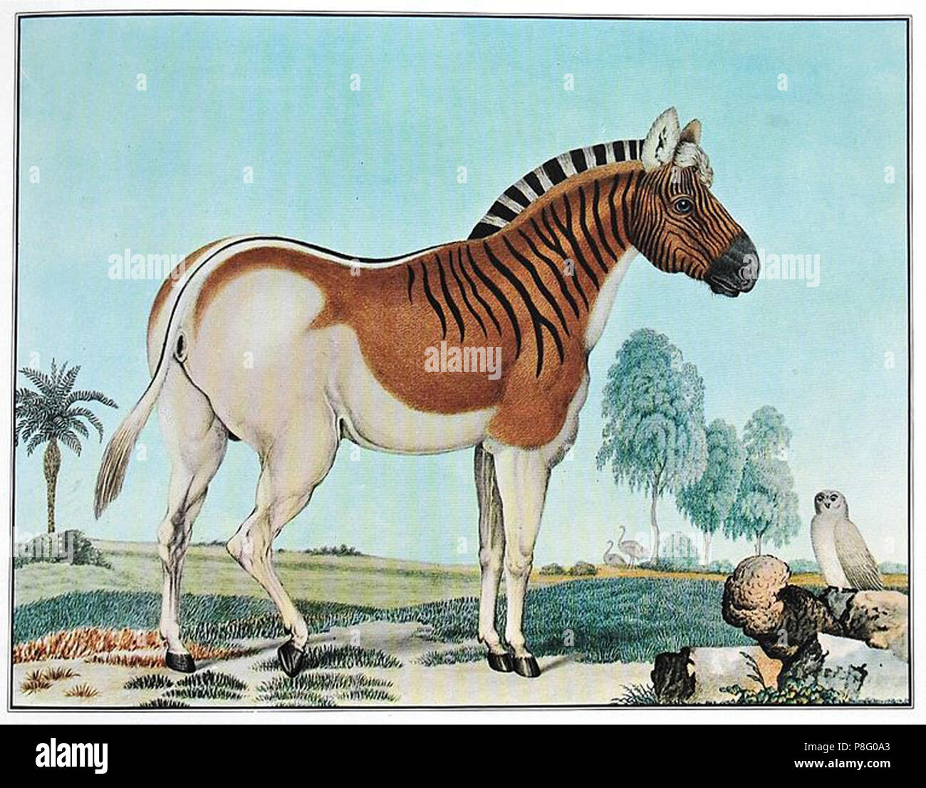 Vintage wild horse illustration Stock Photo