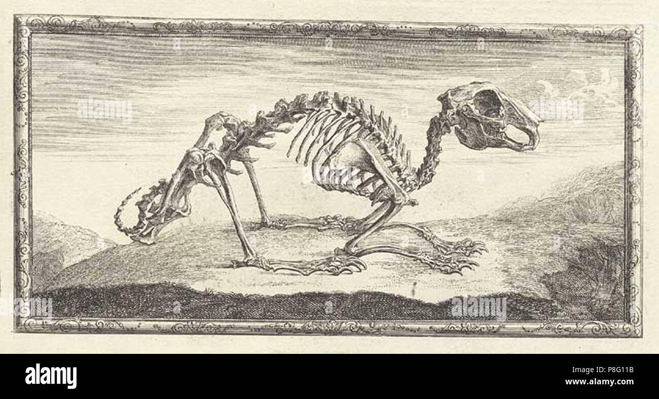 vintage animal skeleton illustration Stock Photo - Alamy