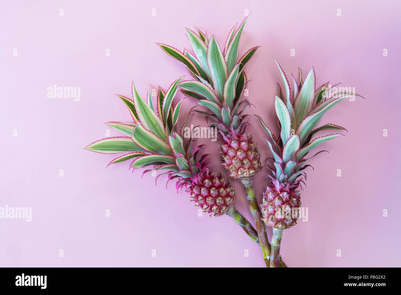 Pineappless flowers on pinlk paper background Stock Photo