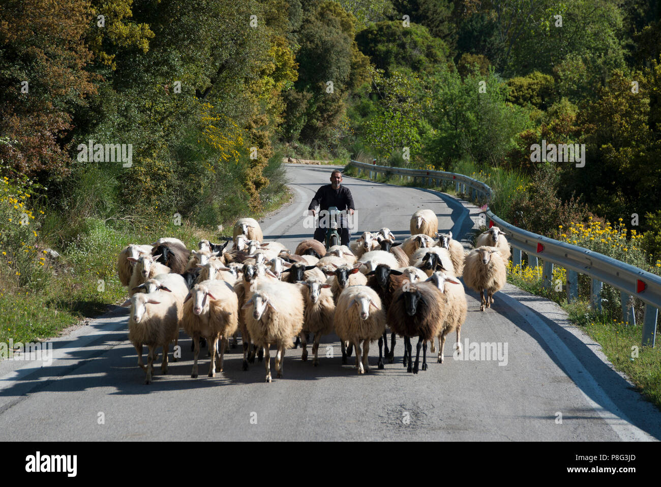 Flock of sheep, Achaia, Peloponnese, Greece Stock Photo