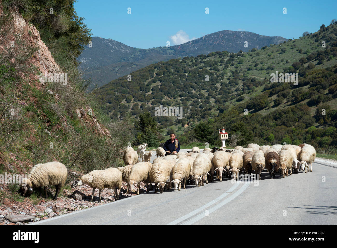 Flock of sheep, Achaia, Peloponnese, Greece Stock Photo
