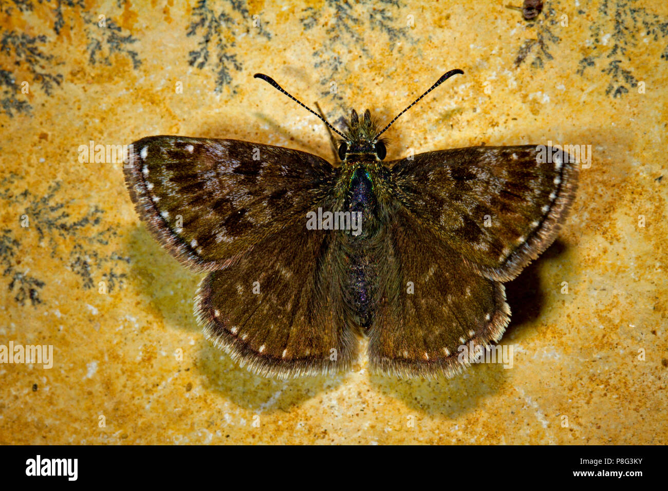 dingy skipper, (Erynnis tages) Stock Photo