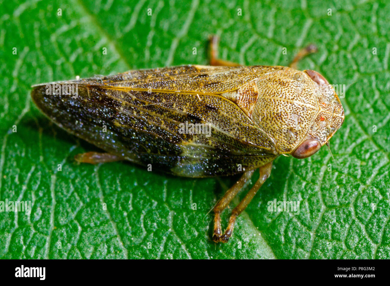 european alder spittle bug, (Aphrophora alni) Stock Photo
