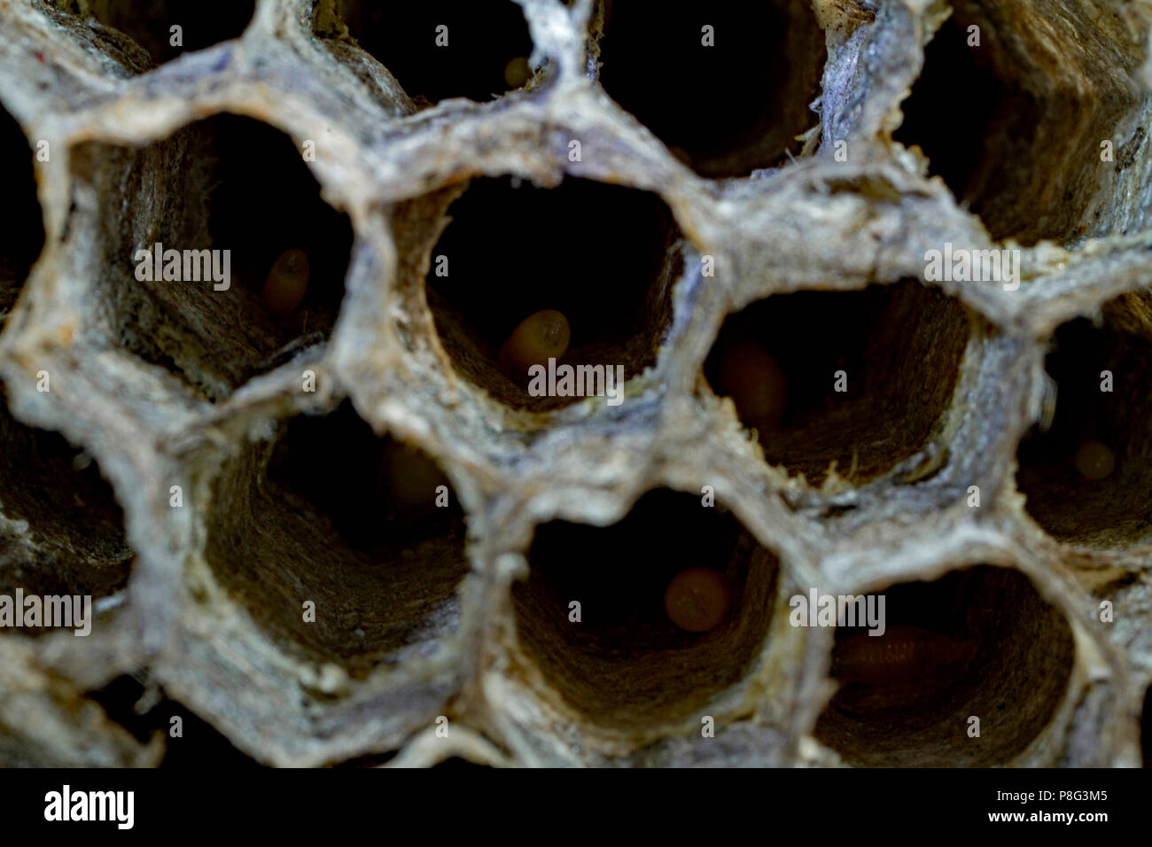 european paper wasp, larvae, (Polistes dominula, Polistes gallica) Stock Photo