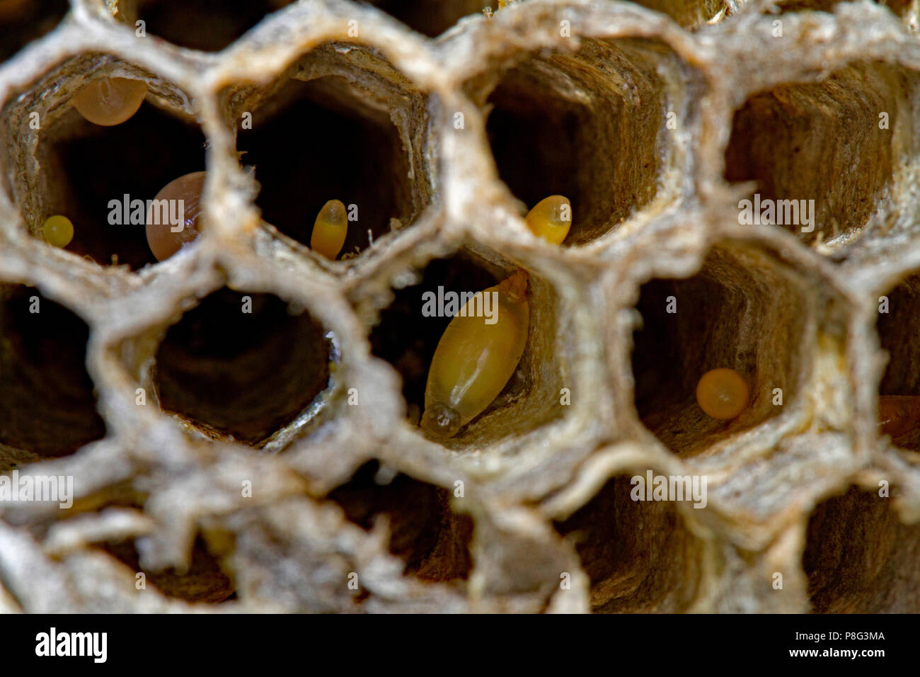 european paper wasp, larva, (Polistes dominula, Polistes gallica) Stock Photo