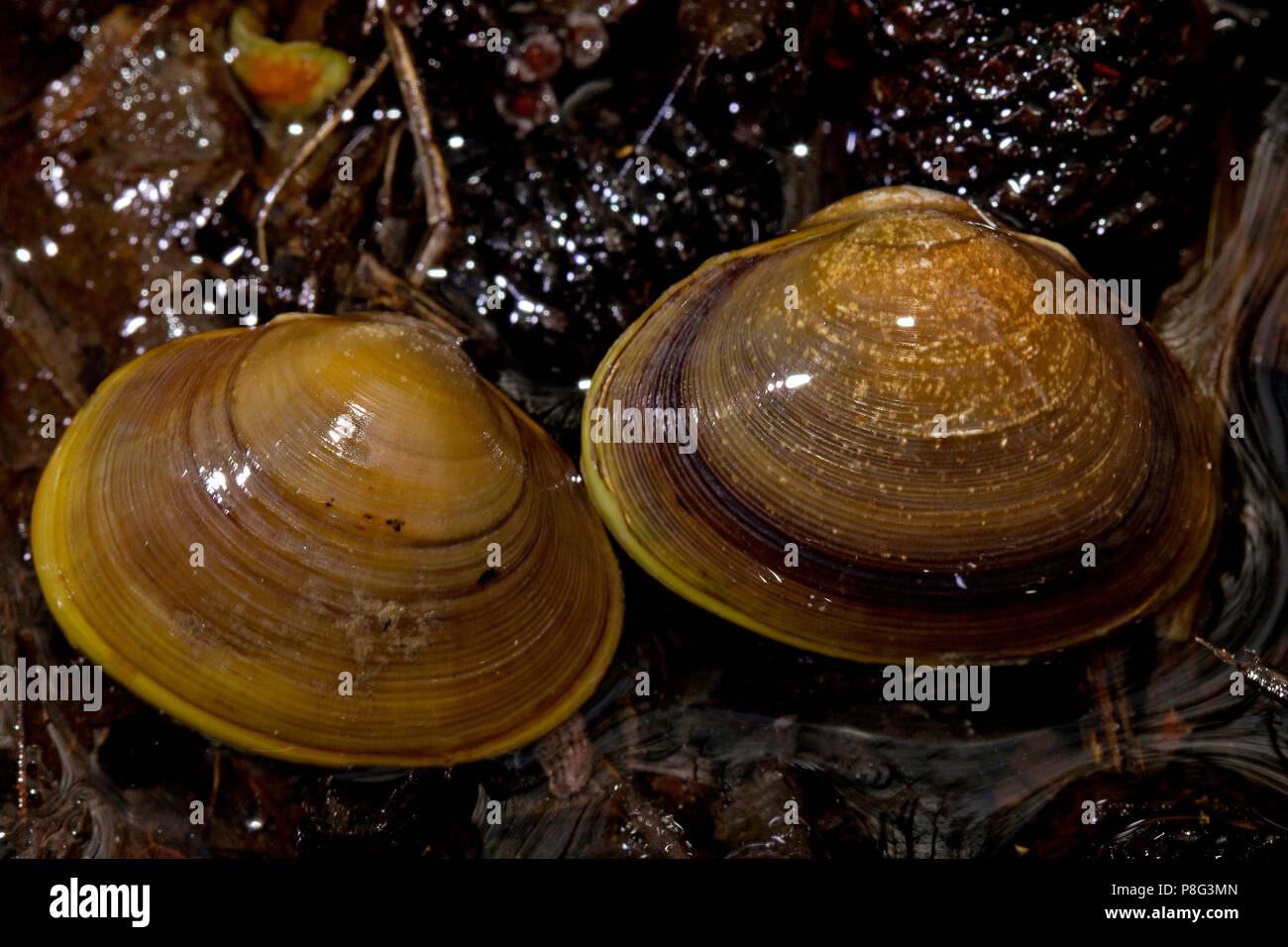swan mussel, (Anodonta cygnea) Stock Photo
