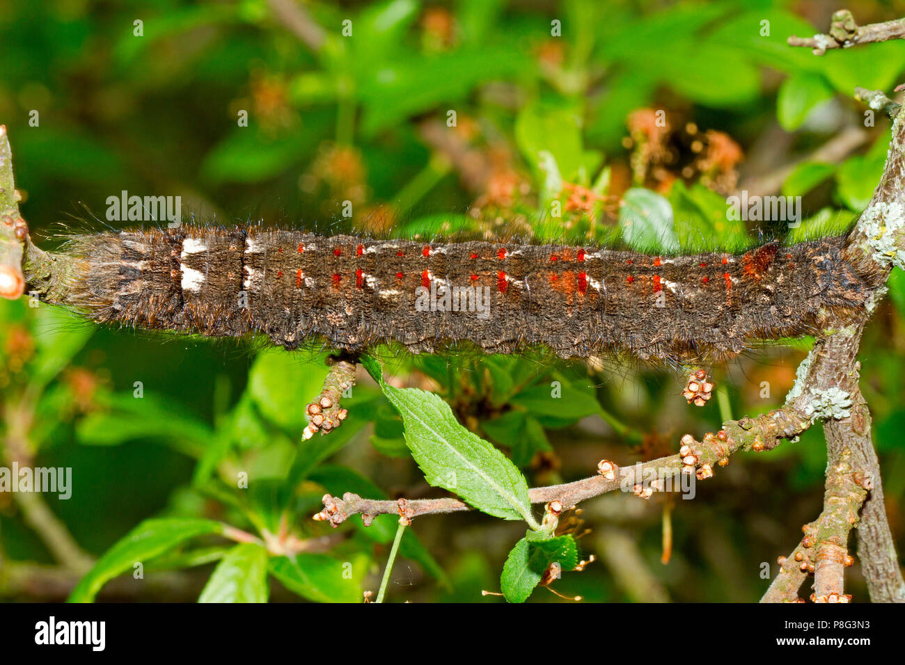 lappet moth, caterpillar, (Gastropacha quercifolia) Stock Photo