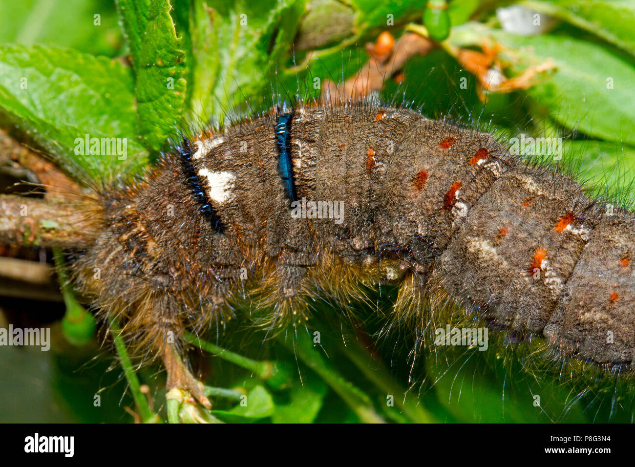 lappet moth, caterpillar, (Gastropacha quercifolia) Stock Photo