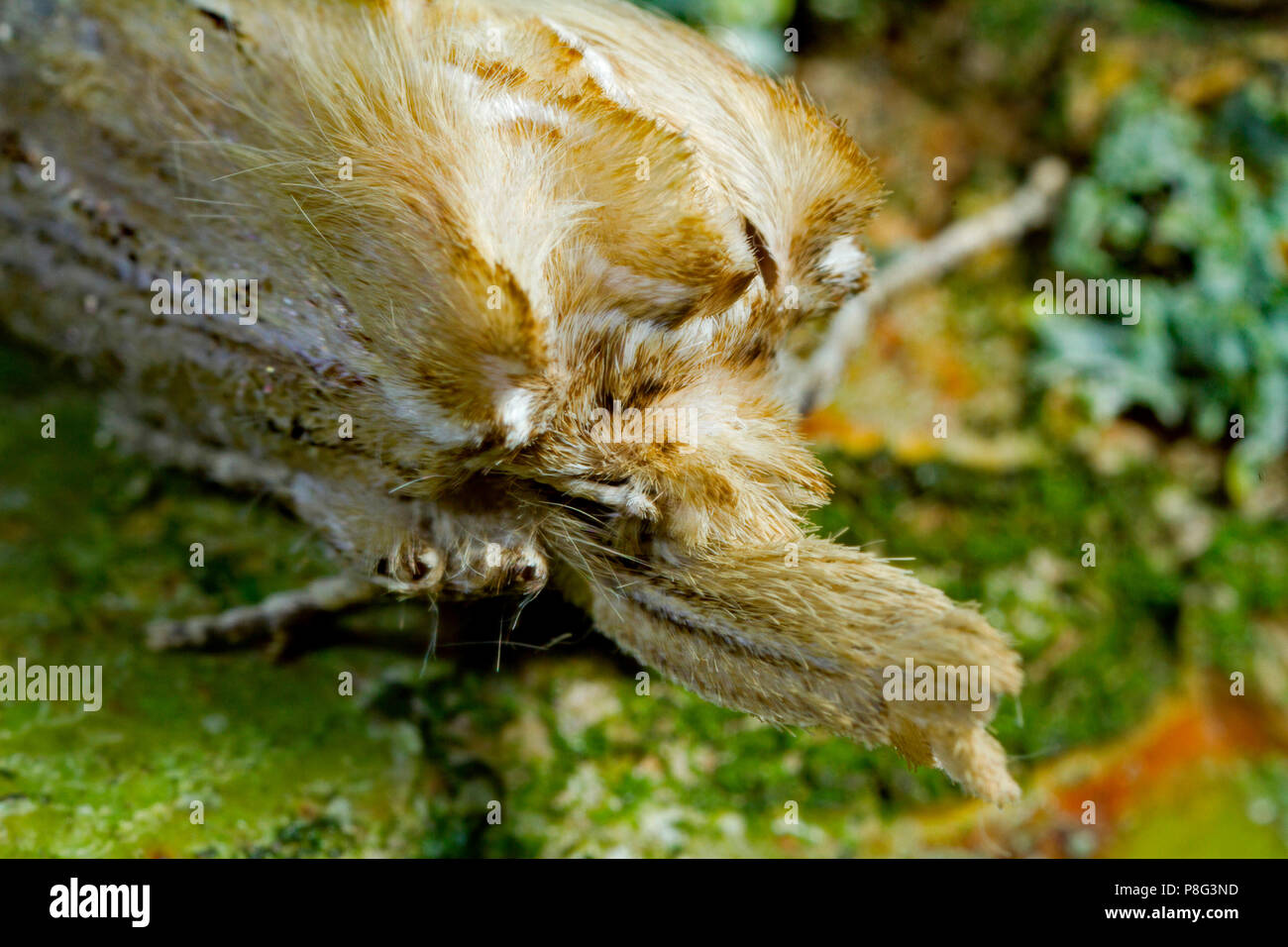 pale prominent moth, (Pterostoma palpina) Stock Photo