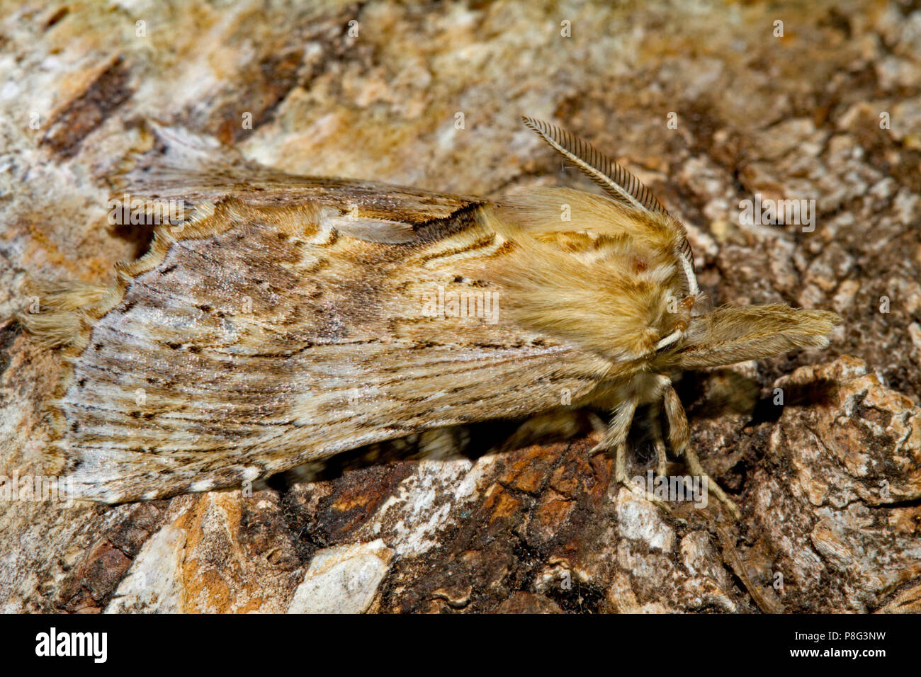 pale prominent moth, (Pterostoma palpina) Stock Photo