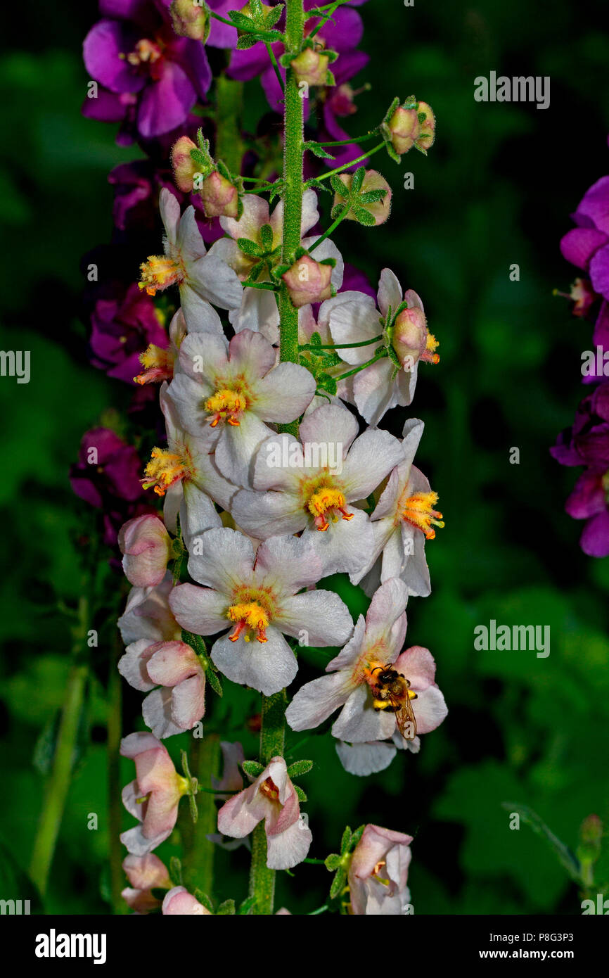 purple mullein, (Verbascum phoeniceum) Stock Photo