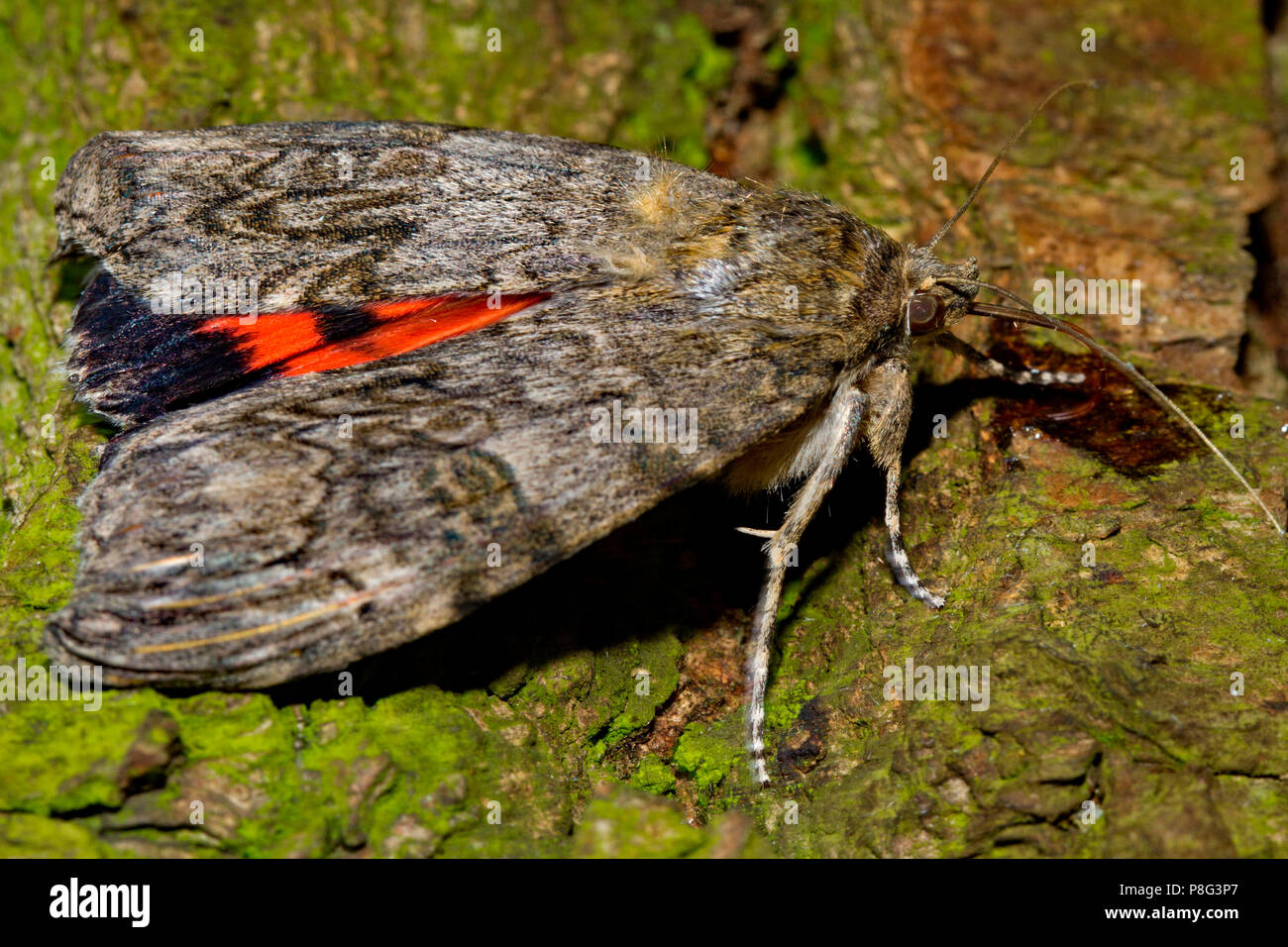 red underwing moth, (Catocala nupta) Stock Photo