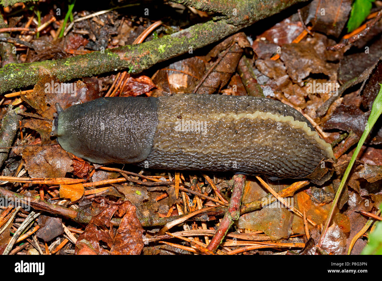 Black Keel Back Slug, (Limax cinereoniger) Stock Photo