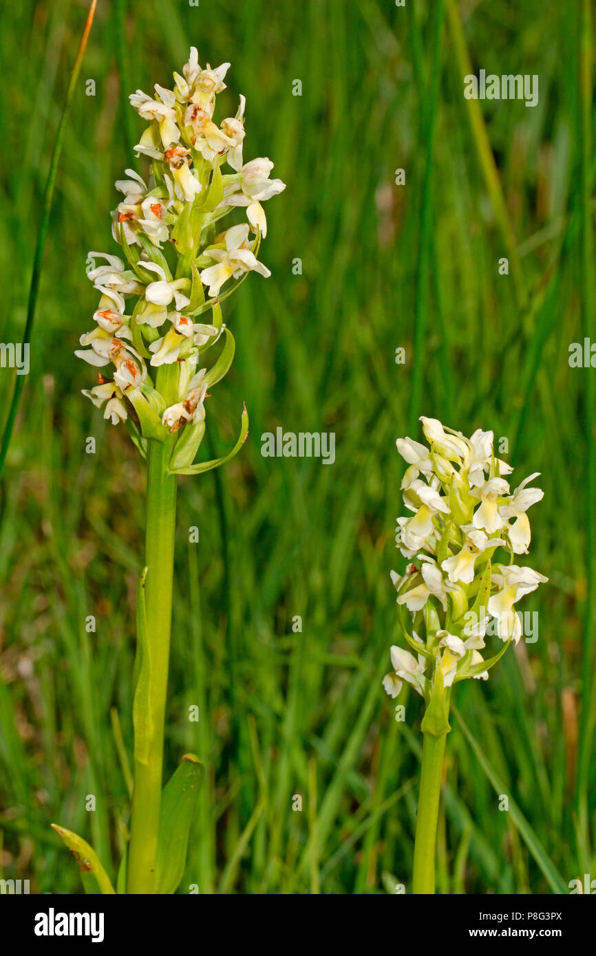 Yellow early marsh orchid, Sippenauer Moor, Bavaria, Germany, (Dactylorhiza ochroleuca) Stock Photo