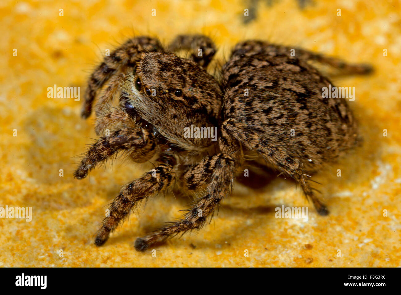 jumping spider, (Sitticus pubescens) Stock Photo
