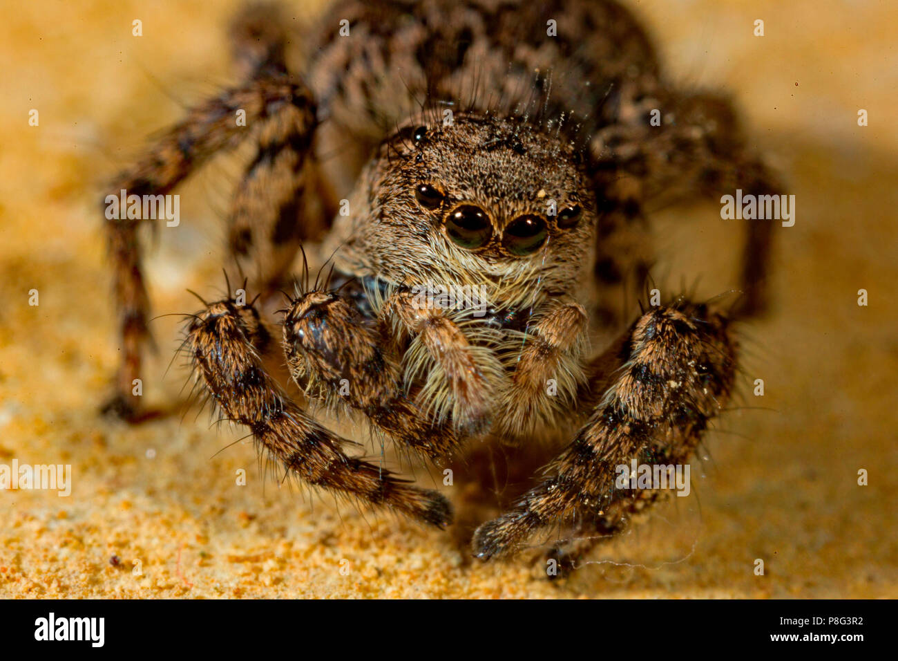 jumping spider, (Sitticus pubescens) Stock Photo