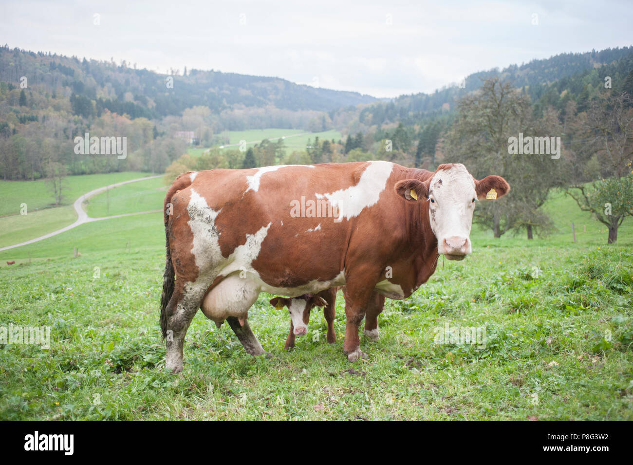 Domestic Cattle, cow with calf, rot valley, Schwaebisch Hall, Hohenlohe region, Baden-Wuerttemberg, Heilbronn-Franconia, Germany Stock Photo