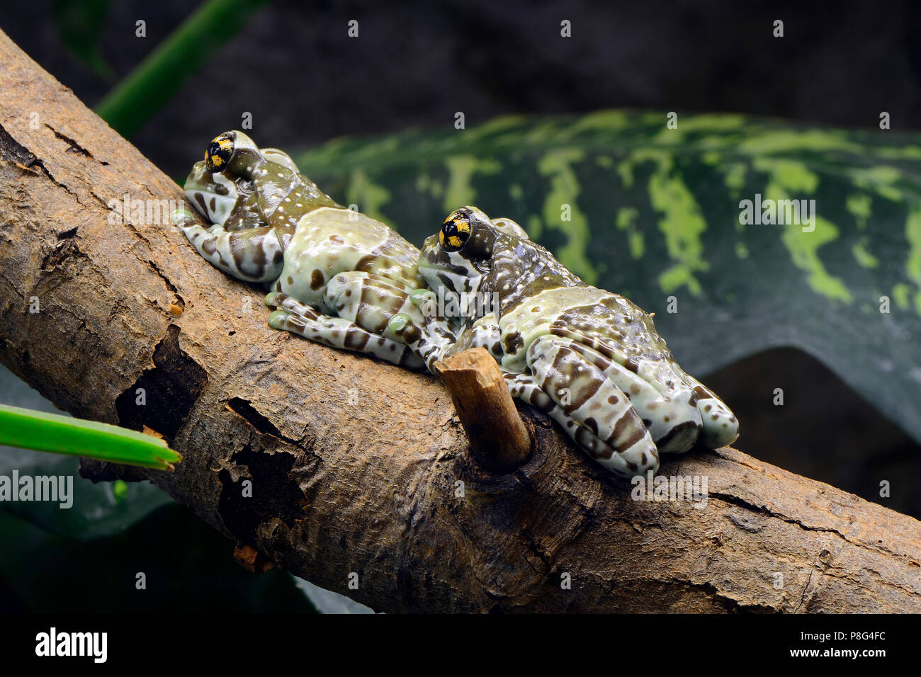 Baumhoehlen-Kroetenlaubfrosch (Phrynohyas resinifictrix) captive, Vorkommen Afrika Stock Photo