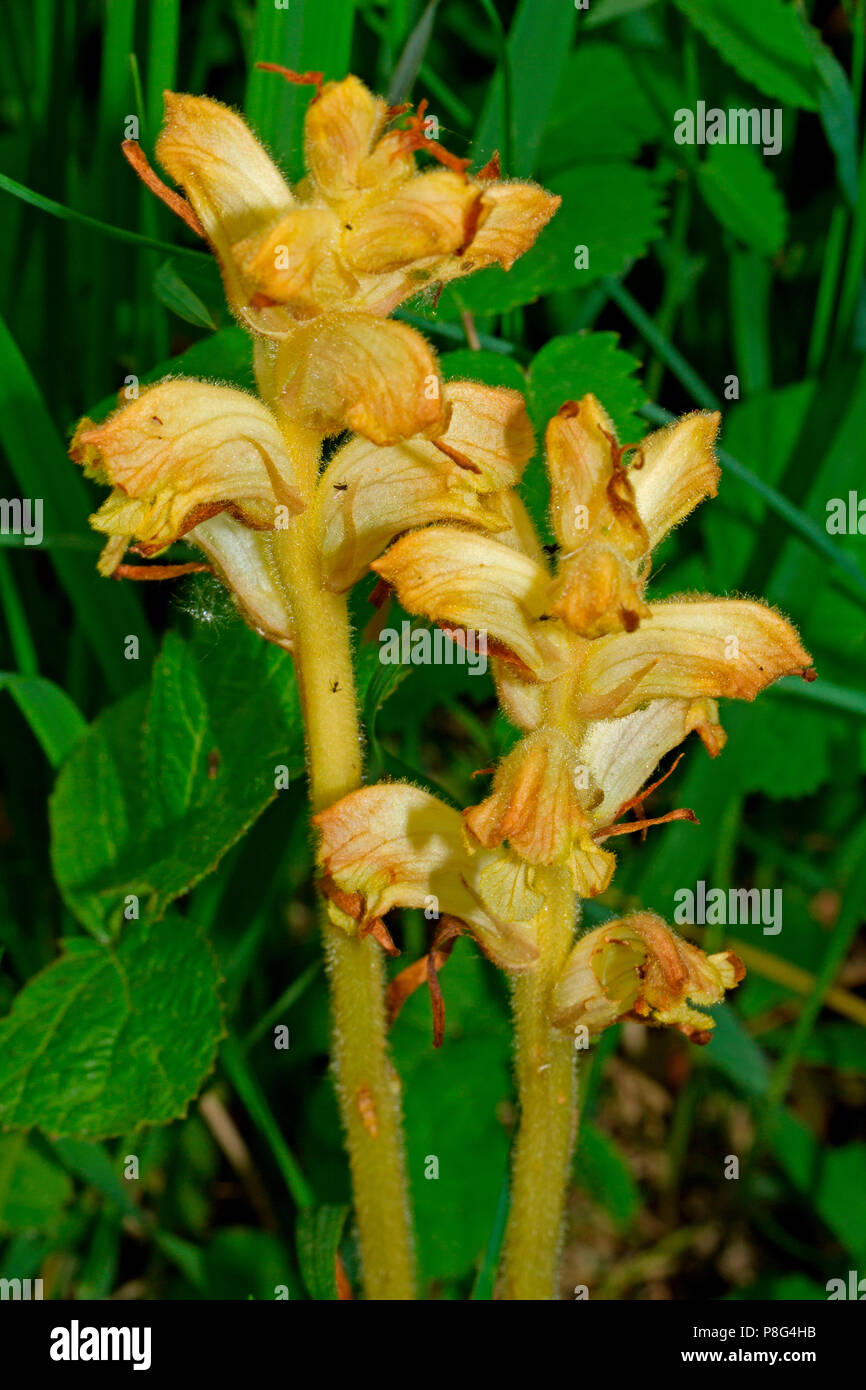 thistle broomrape, (Orobanche reticulata) Stock Photo