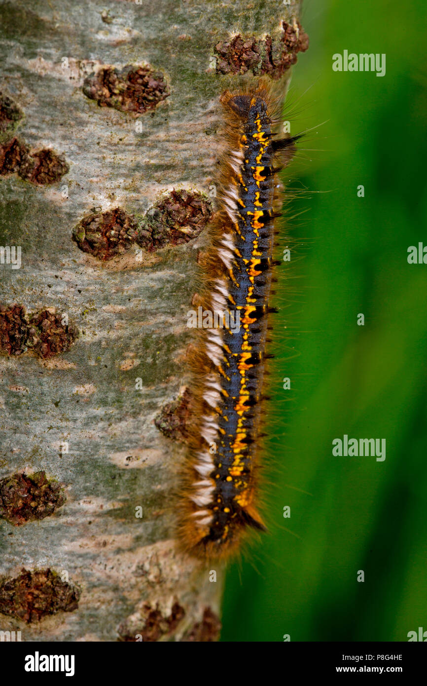 drinker moth, caterpillar, (Euthrix potatoria) Stock Photo