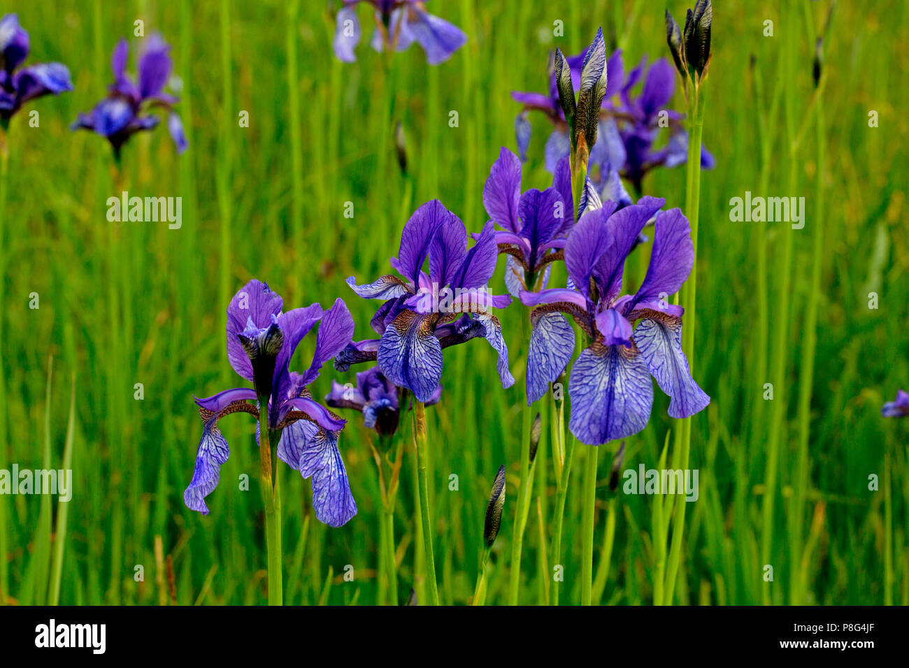 siberian iris, (Iris sibirica) Stock Photo