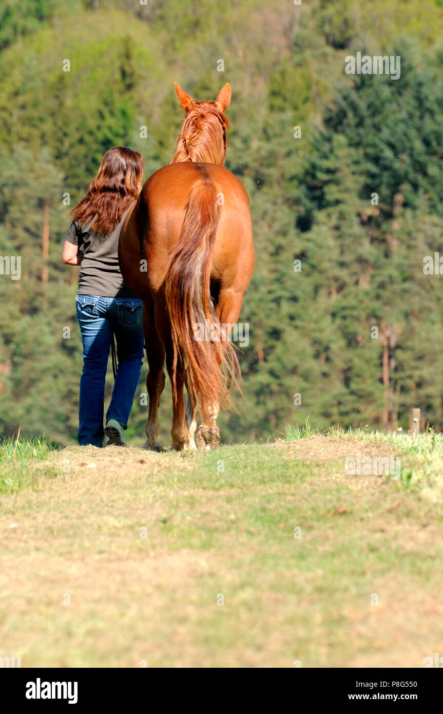 Woman and Quarter Horse, mare, sorrell Stock Photo