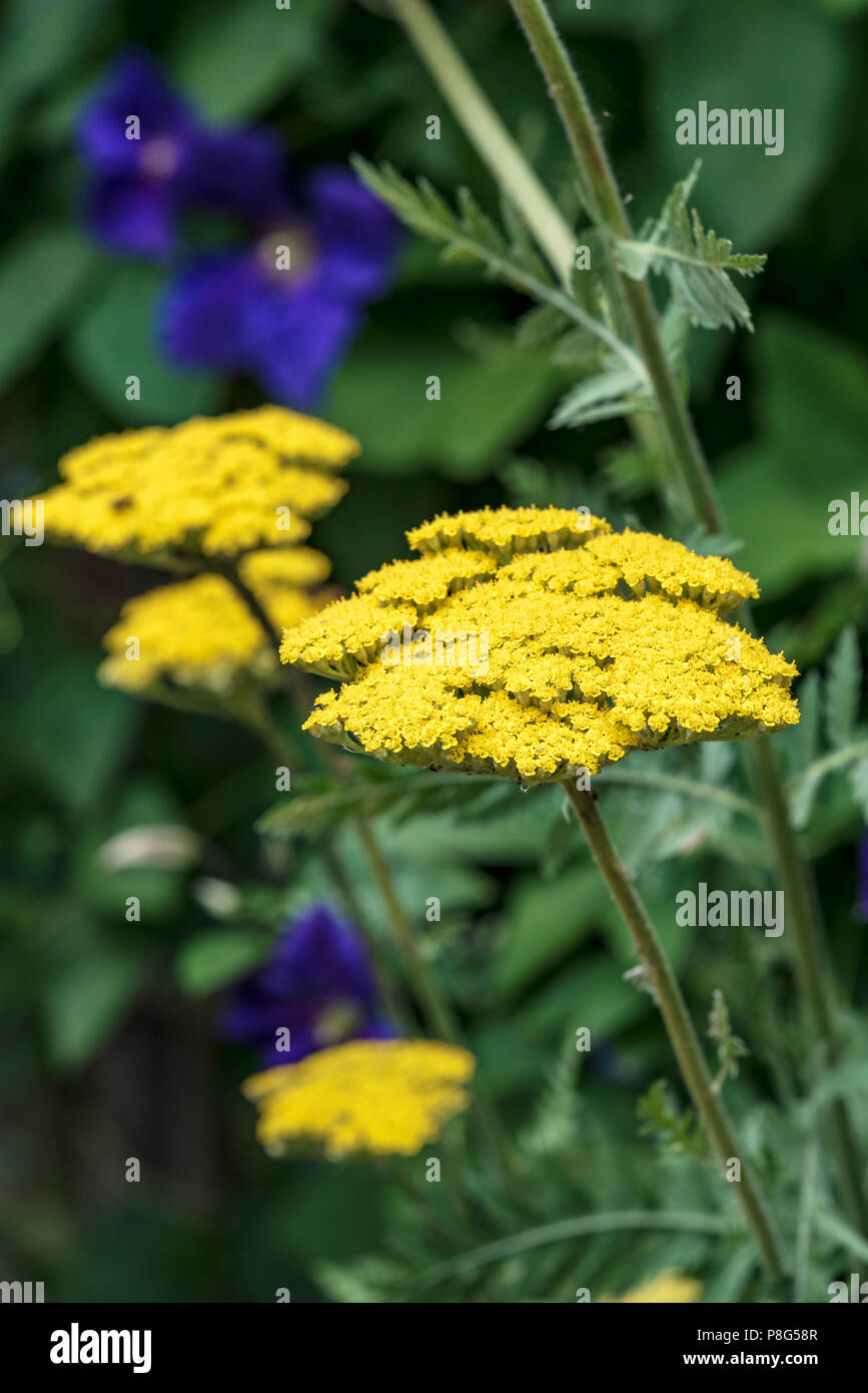 Achillea filipendulina Gold Plate,  asteraceae, yarrow, millefolium. Yellow bee friendly flowers. Stock Photo