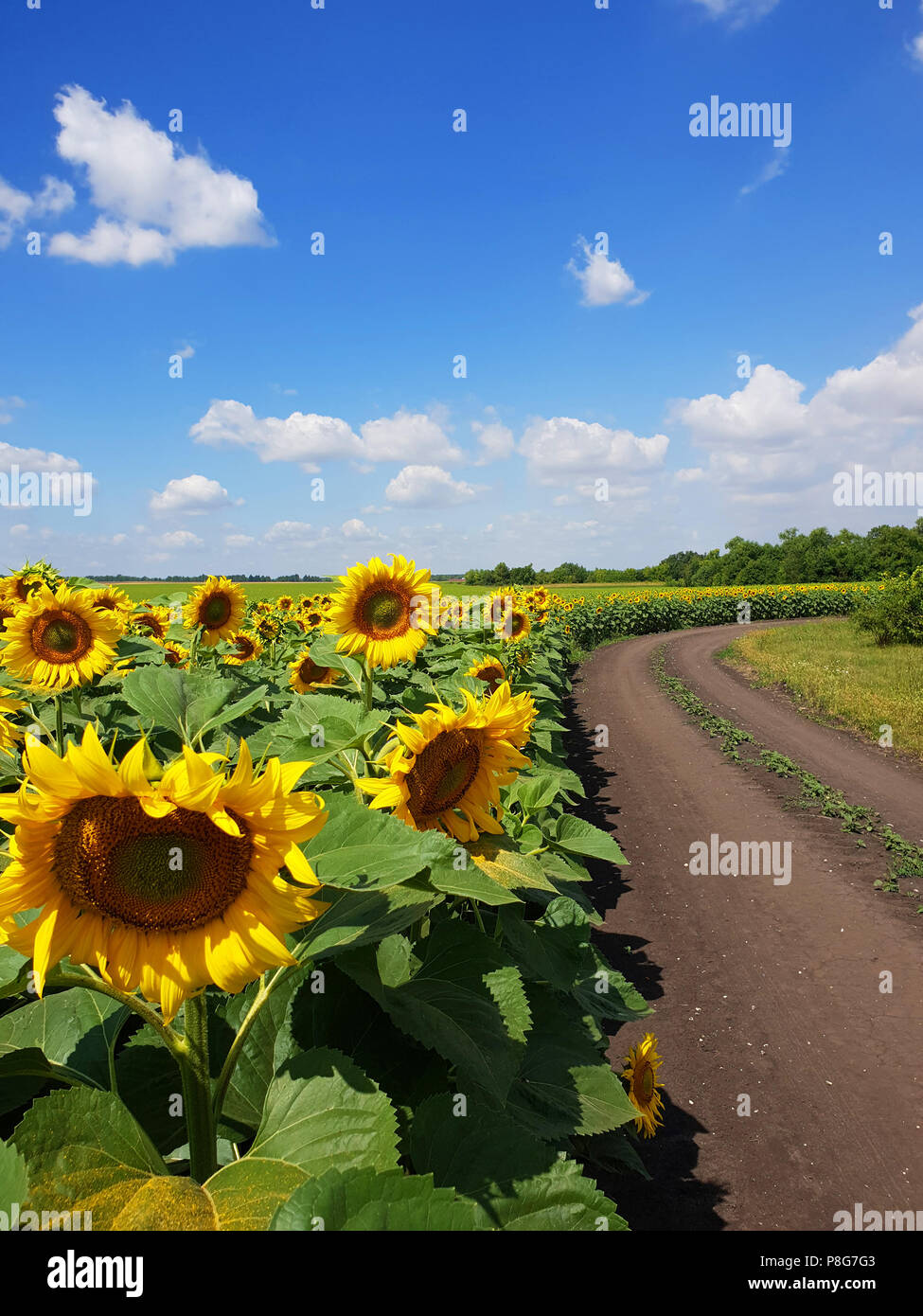 Margins of sunflower Fields with road, Russia Stock Photo
