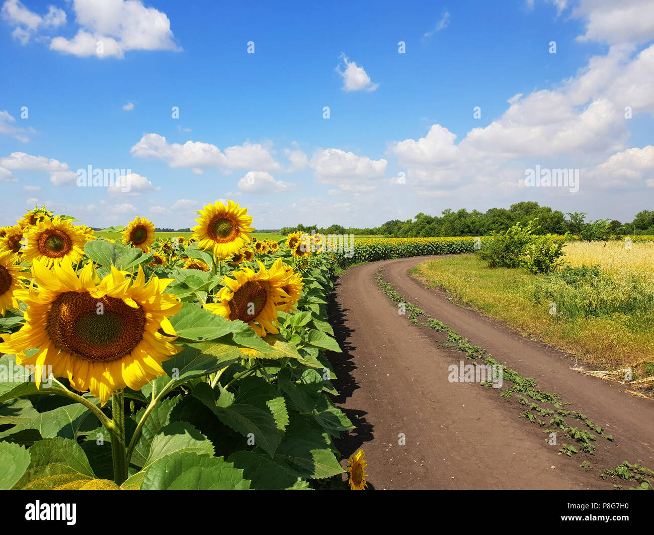 Margins of sunflower Fields with road, Russia Stock Photo