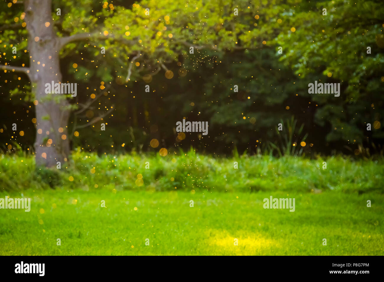 Summertime: midges in the evening time Stock Photo