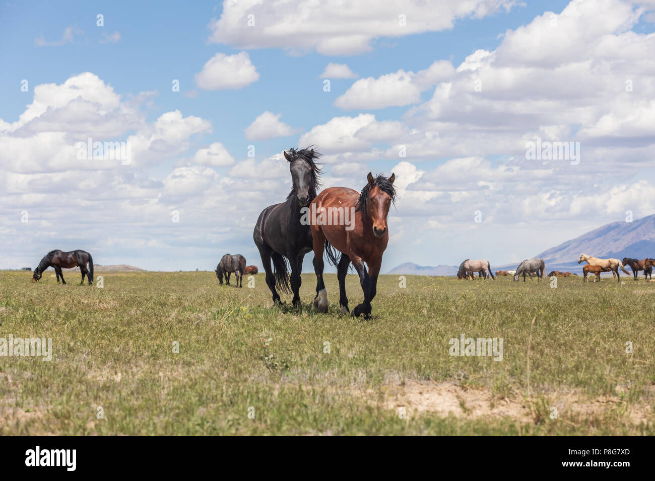 Wild horses in the Utah Desert Stock Photo Alamy