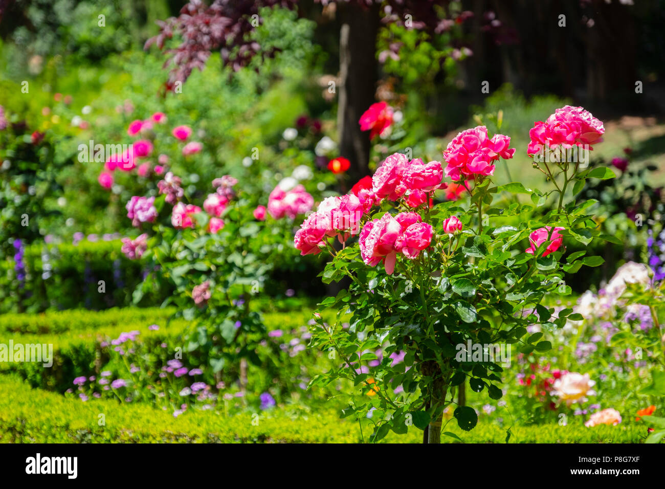 Roses flowers. Generalife Palace gardens. Alhambra, UNESCO World ...