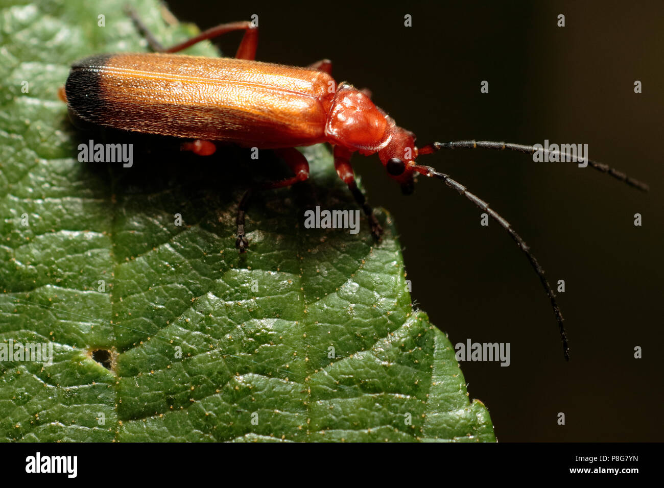 Soldier Beetle Stock Photo Alamy