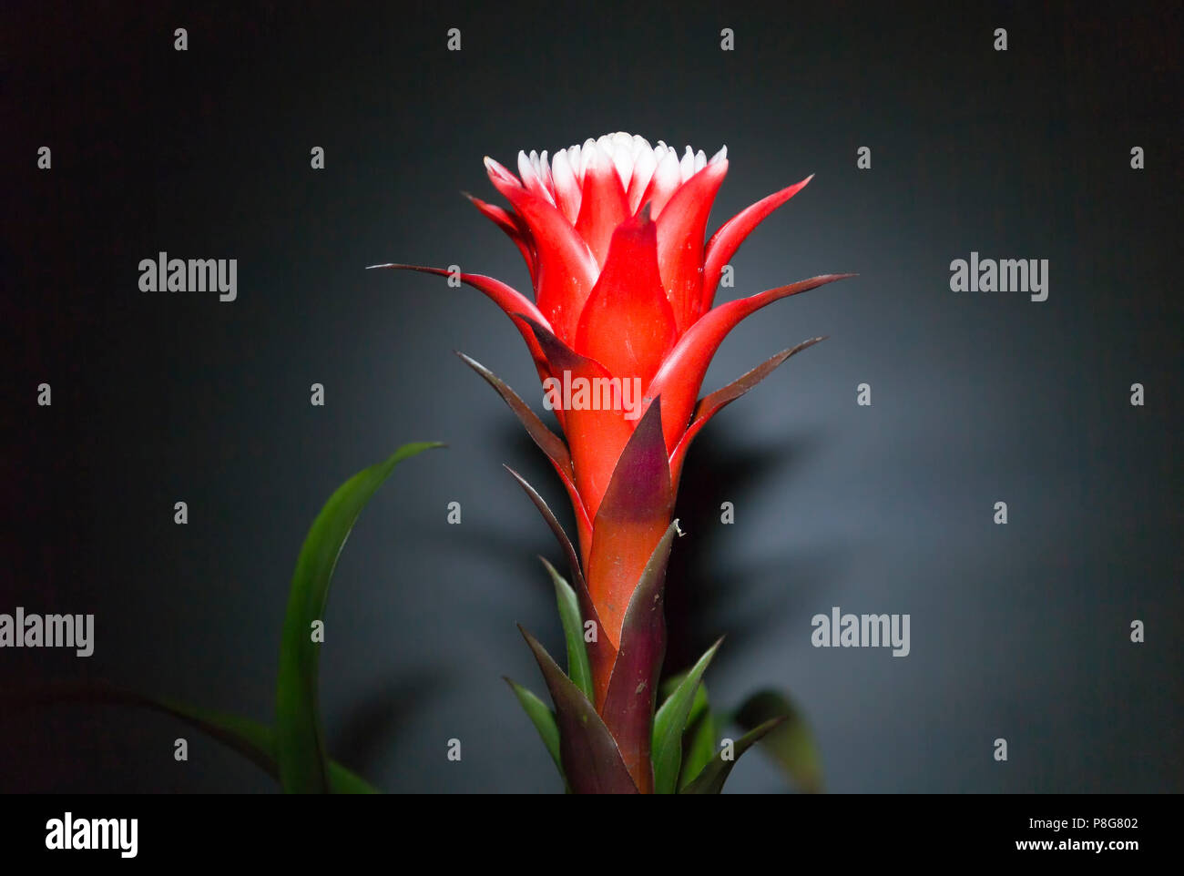 Guzmania Hybrid Studio picture Stock Photo