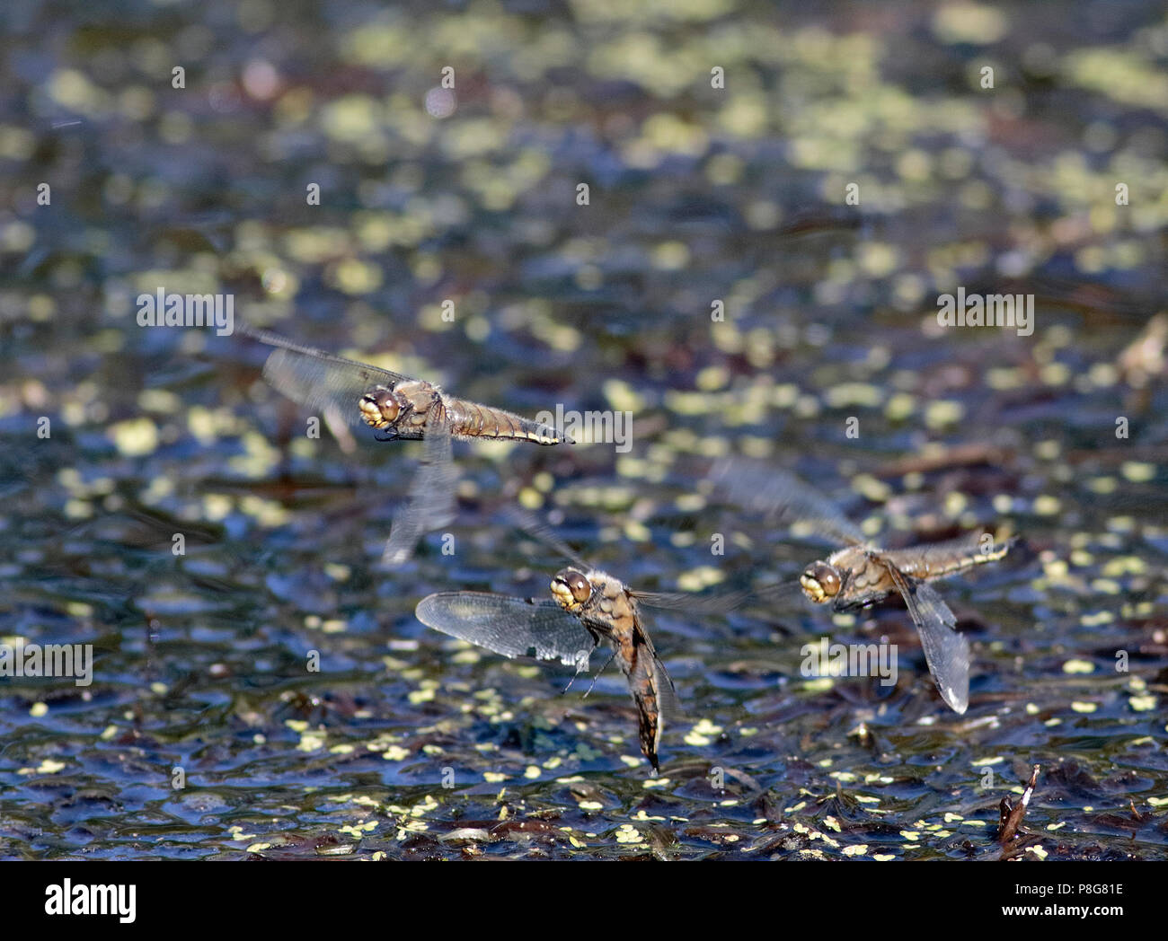 Four Spotted Chaser Dragonfly egg laying flight over pond weed. Stock Photo