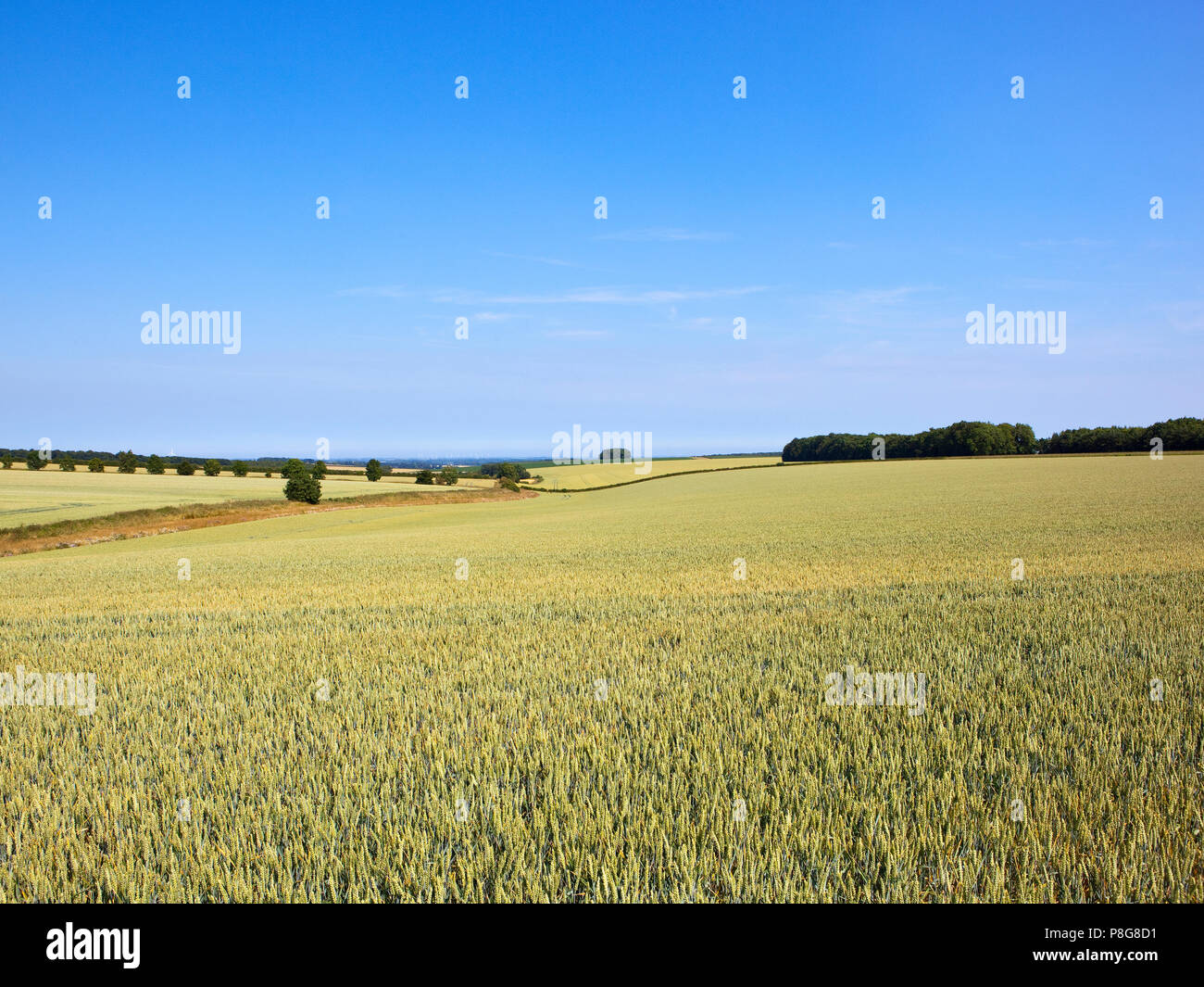 an extensive ripening wheat crop in undulating landscape with trees and hedgerows near Warter and a view of the Vale of York under a blue sky in Summe Stock Photo