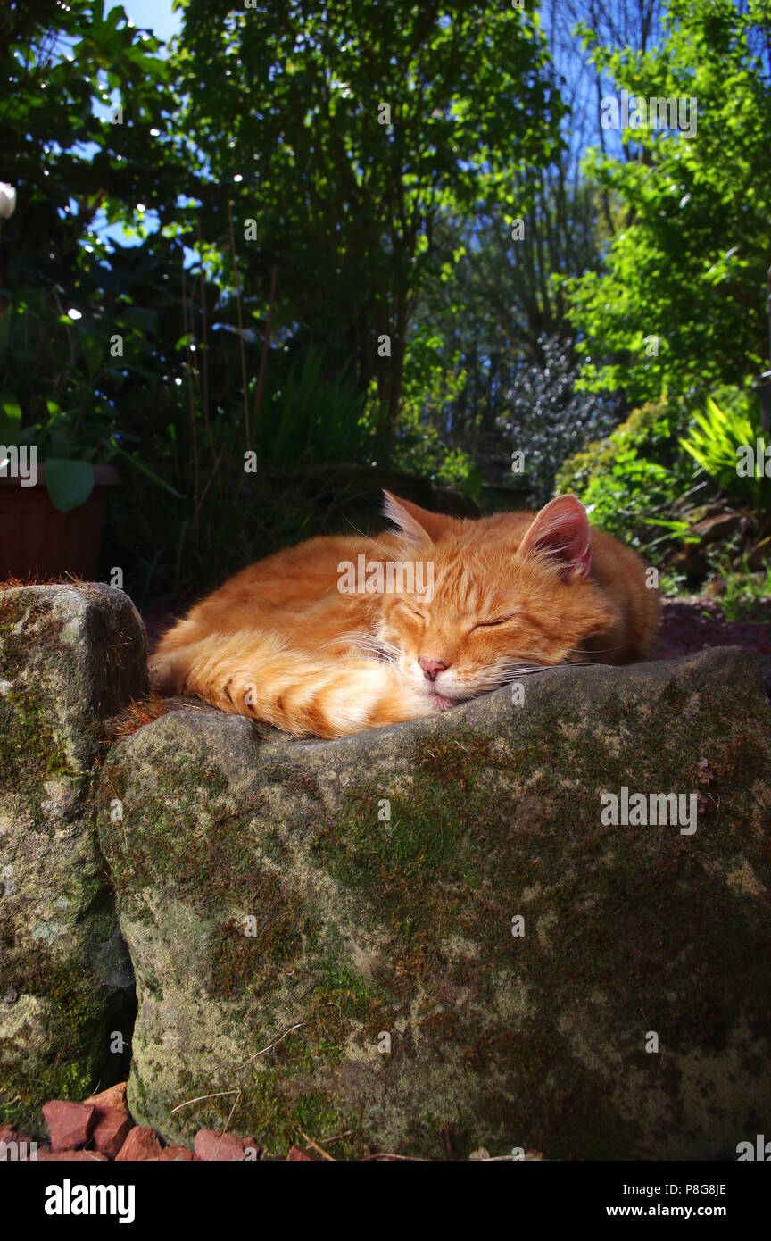 Ginger cat sleeping on stone wall Stock Photo - Alamy