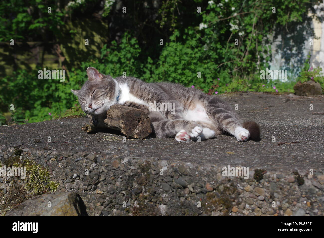 Tabby cat sleeping on log Stock Photo