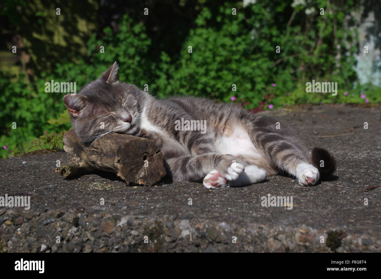 Tabby cat sleeping on log Stock Photo