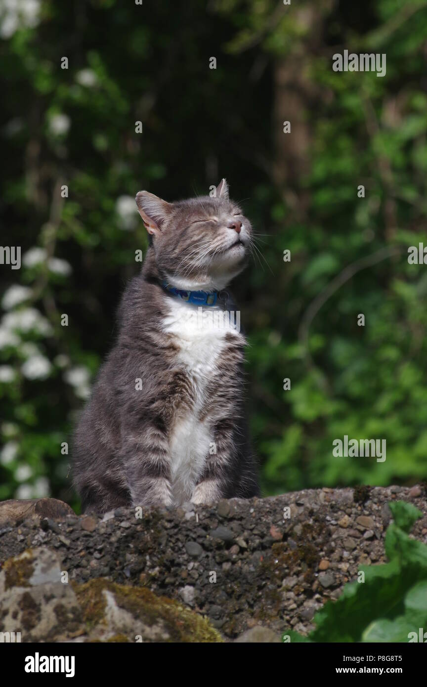 Tabby cat sunbathing hi-res stock photography and images - Alamy