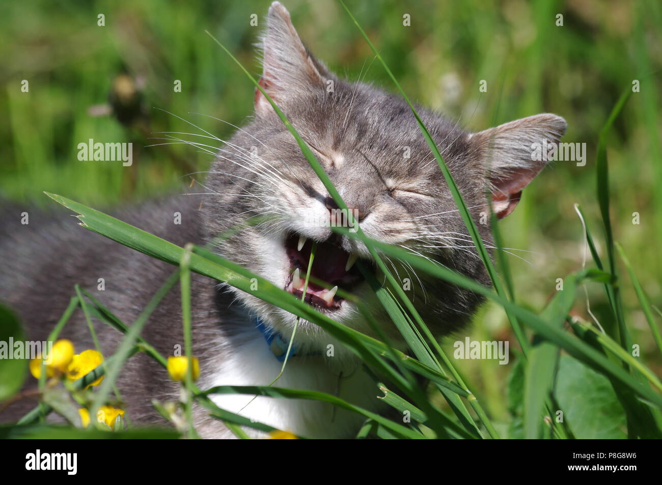 Cat vomit hires stock photography and images Alamy