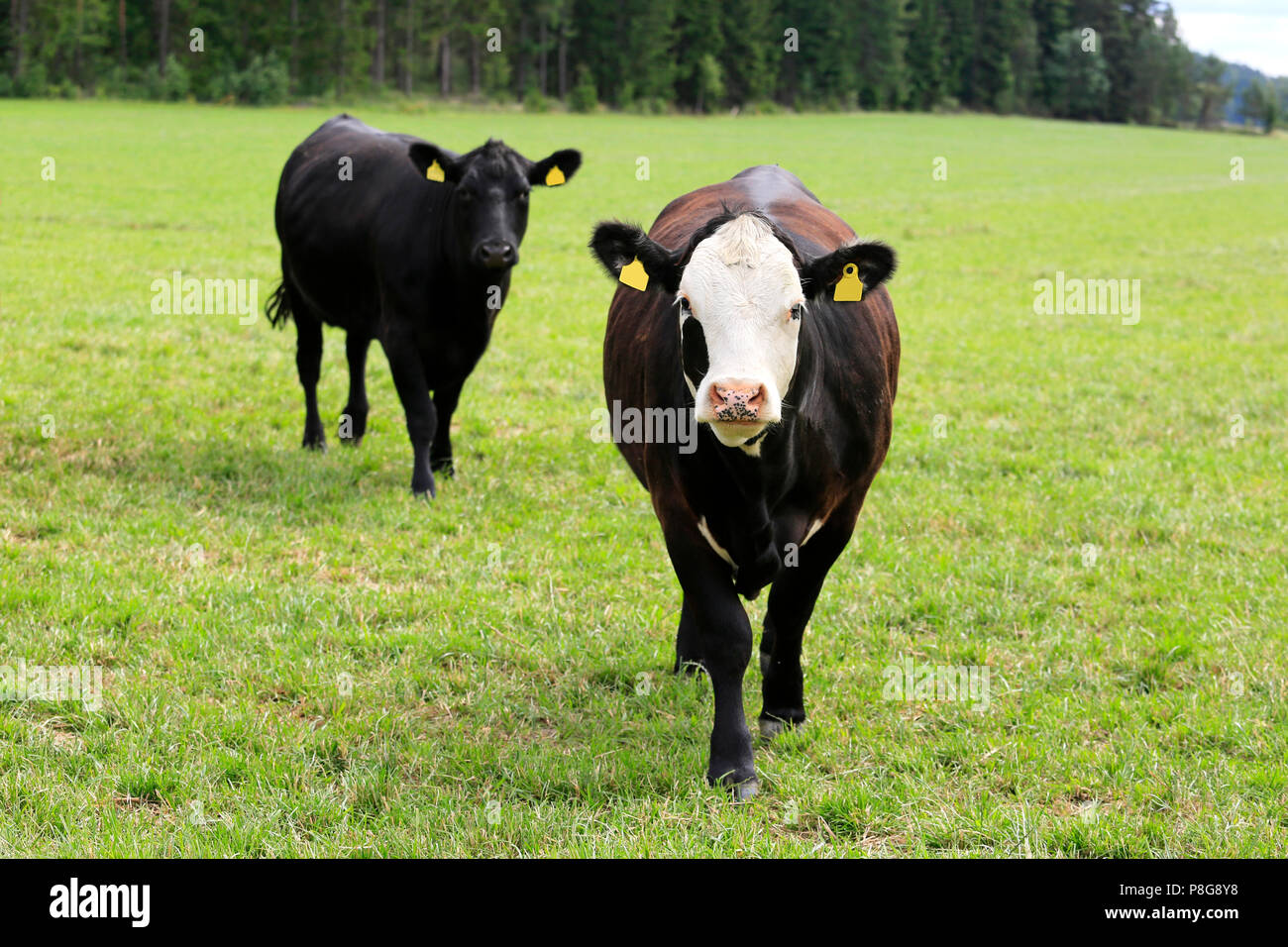 Two cows run towards the camera on a grassy field in summer. Stock Photo