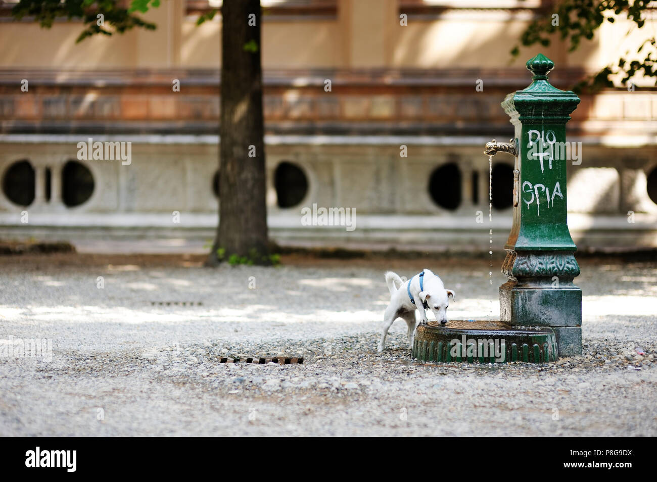 Dog drinking from water fountain hires stock photography and images